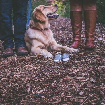 Gallery-_0007_blur-canine-close-up-412537